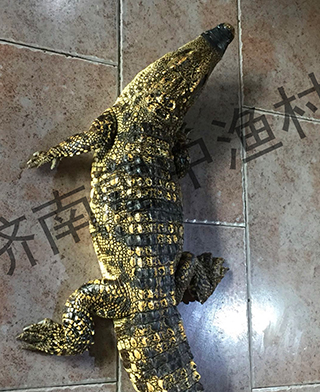 鳄鱼