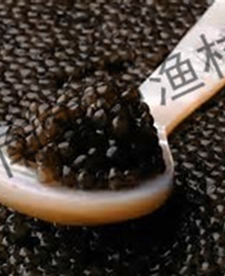 鲟鱼鱼子酱